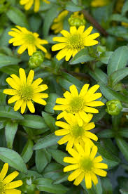 Image result for Sanvitalia procumbens