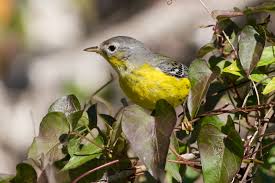 Image result for Dendroica magnolia