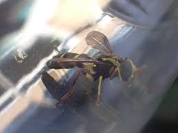 Attēlu rezultāti vaicājumam “Xanthogramma sp. male”