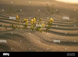 Attēlu rezultāti vaicājumam “Linaria loeselii”