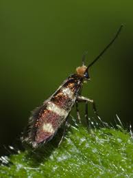 Attēlu rezultāti vaicājumam “Micropterix aureatella”