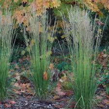 Attēlu rezultāti vaicājumam “Molinia caerulea fruit”