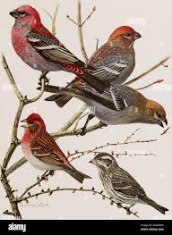 Attēlu rezultāti vaicājumam “Pinicola enucleator adult”