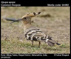 Attēlu rezultāti vaicājumam “Upupa epops adult”