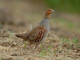 Attēlu rezultāti vaicājumam “Perdix perdix adult”