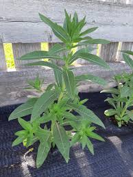 Attēlu rezultāti vaicājumam “Oenothera biennis leaf”