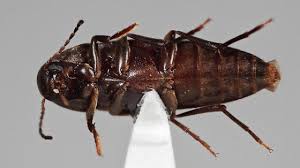 Attēlu rezultāti vaicājumam “Melandryidae”