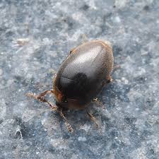 Attēlu rezultāti vaicājumam “Scaphisoma sp.”