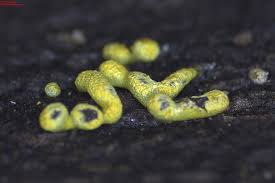 Attēlu rezultāti vaicājumam “Stemonitopsis aequalis var. microspora macro”