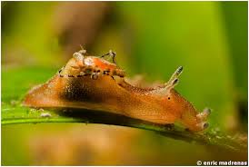 Attēlu rezultāti vaicājumam “Hoplia parvula”