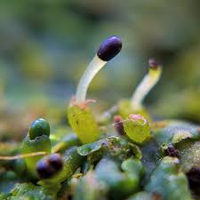 Attēlu rezultāti vaicājumam “Aneura pinguis”