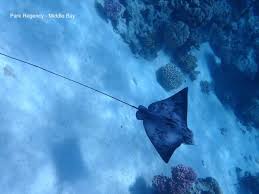 Image result for Myliobatis aquila