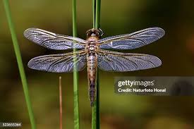 Attēlu rezultāti vaicājumam “Libellula quadrimaculata exuvia”