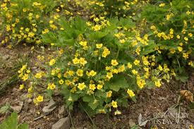 Attēlu rezultāti vaicājumam “Waldsteinia geoides”