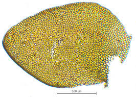 Attēlu rezultāti vaicājumam “Porella cordaeana”