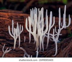 Attēlu rezultāti vaicājumam “Ramariopsis crocea”