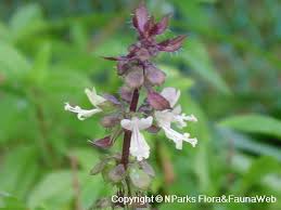 Attēlu rezultāti vaicājumam “Ocimum basilicum flower”