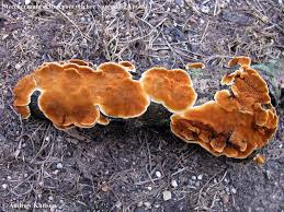 Attēlu rezultāti vaicājumam “Steccherinum ochraceum”