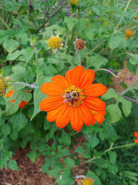 Image result for Tithonia rotundifolia