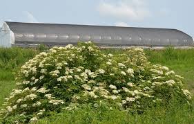 Attēlu rezultāti vaicājumam “Sambucus”