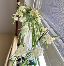 Image result for Alonsoa linearis