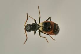 Attēlu rezultāti vaicājumam “Malachidae”