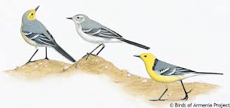 Attēlu rezultāti vaicājumam “Motacilla citreola”