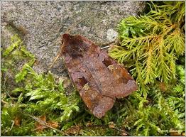 Attēlu rezultāti vaicājumam “Diarsia brunnea”