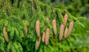 Attēlu rezultāti vaicājumam “Picea”