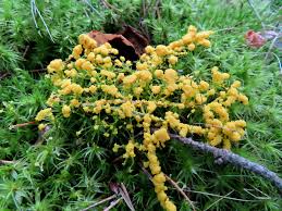 Attēlu rezultāti vaicājumam “Badhamia lilacina plasmodium”