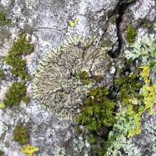 Attēlu rezultāti vaicājumam “Phaeophyscia orbicularis”