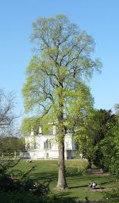 Attēlu rezultāti vaicājumam “Liriodendron tulipifera”