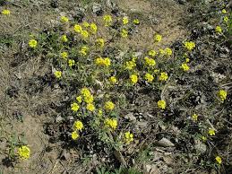 Attēlu rezultāti vaicājumam “Alyssum gmelinii”