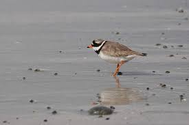 Attēlu rezultāti vaicājumam “Charadrius dubius”