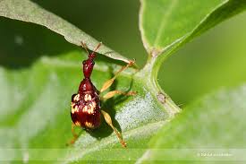 Attēlu rezultāti vaicājumam “Attelabidae”