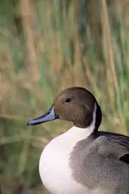 Attēlu rezultāti vaicājumam “Anas acuta male”