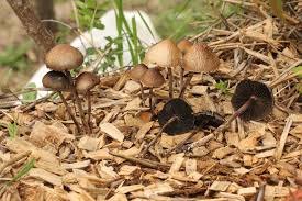 Attēlu rezultāti vaicājumam “Panaeolus papilionaceus”