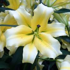 Image result for Lilium martagon `Chameleon`