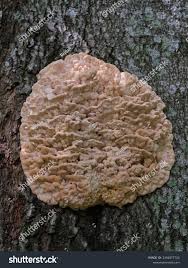 Attēlu rezultāti vaicājumam “Climacodon septentrionalis”