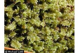 Attēlu rezultāti vaicājumam “Diplophyllum albicans”