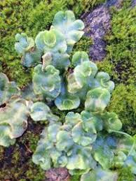 Attēlu rezultāti vaicājumam “Marchantiopsida”