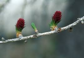 Attēlu rezultāti vaicājumam “Larix decidua var. polonica”