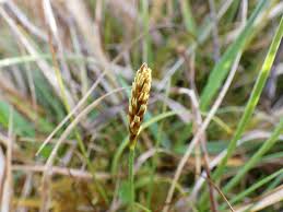 Attēlu rezultāti vaicājumam “Carex dioica”