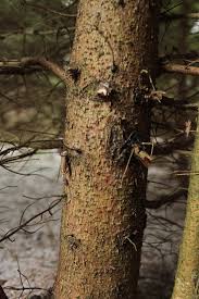 Attēlu rezultāti vaicājumam “Neonectria fuckeliana”