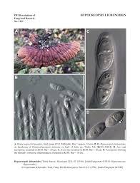 Attēlu rezultāti vaicājumam “Hypocreopsis lichenoides”