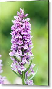 Attēlu rezultāti vaicājumam “Dactylorhiza”