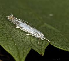 Attēlu rezultāti vaicājumam “Lyonetia clerkella”