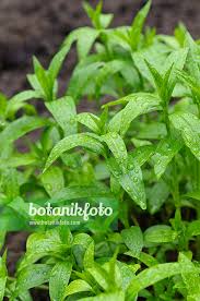 Attēlu rezultāti vaicājumam “Saponaria officinalis leaf”