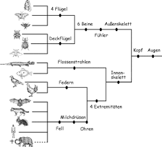 Image result for Evolution Stammbaum