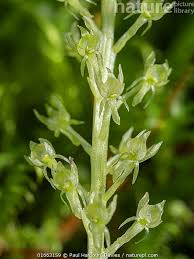 Attēlu rezultāti vaicājumam “Malaxis monophyllos flower”